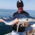 La pêche du requin peau bleue