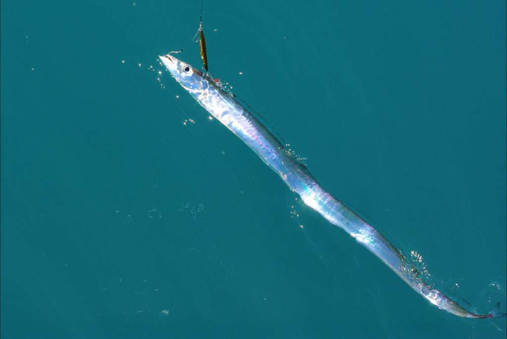 Un sabre d'1,60 m qui est rentré avec facilité dans l'épuisette Ecoboat! 