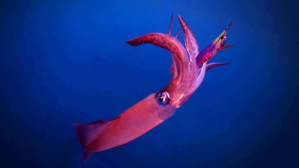 L’Aurie-Q Search Double Glow Yo-Zuri est ultra efficace sur les calamars ! 