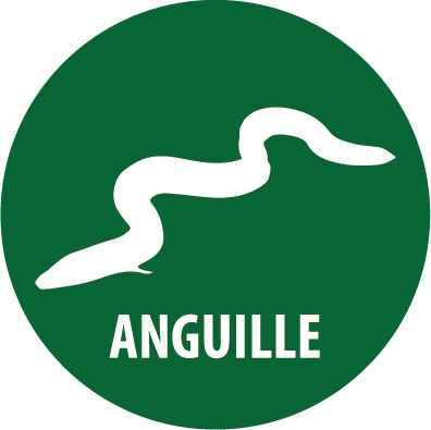 anguille