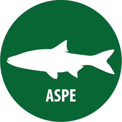 aspe