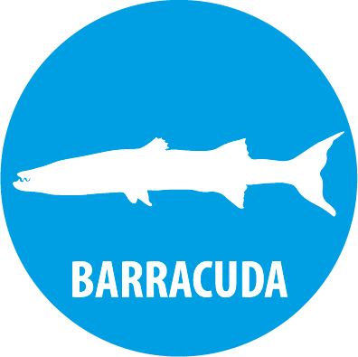 barracuda