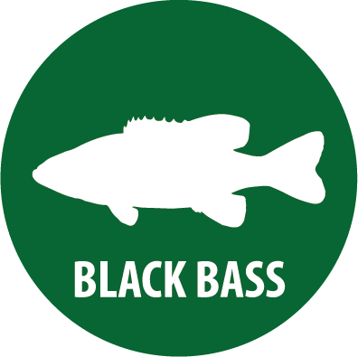black bass