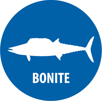 bonite