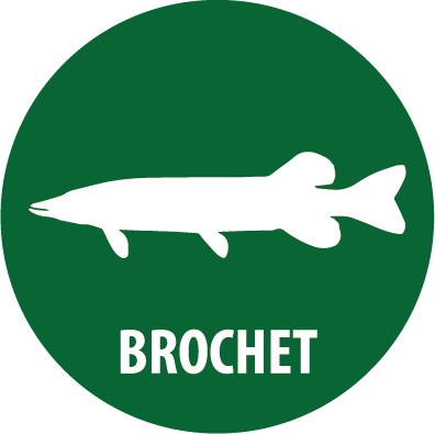 brochet