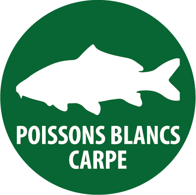 carpe poissons blancs