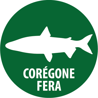 coregone