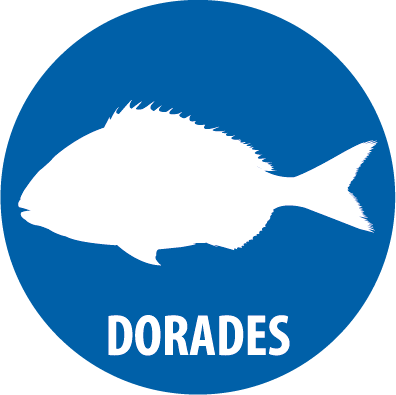 daurade