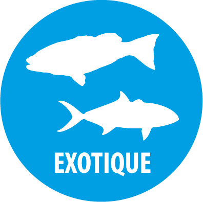 exotique