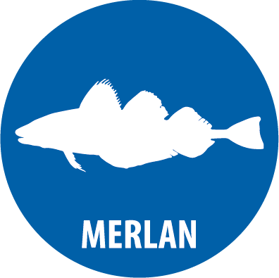 merlan