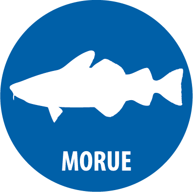 morue