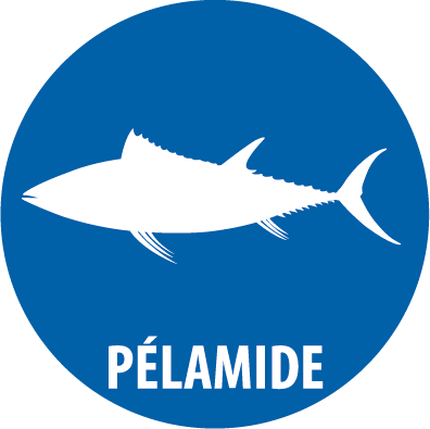 pelamide