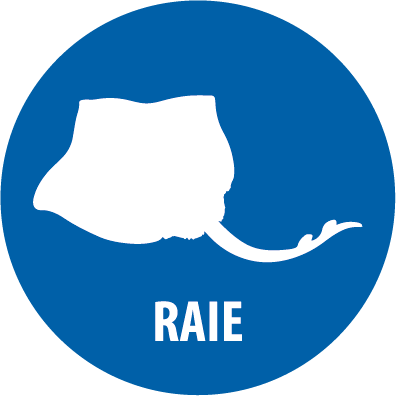 raie