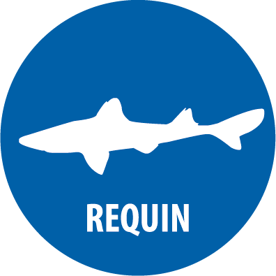 requin