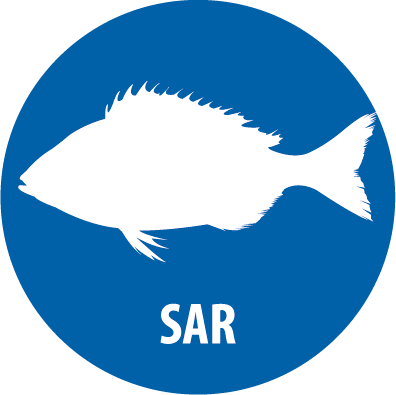 sar