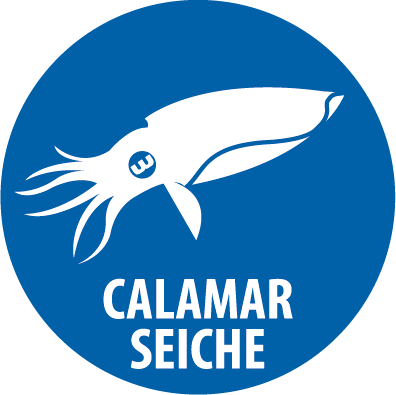 seiche calamar