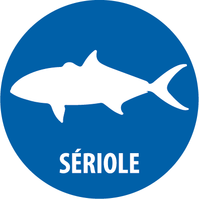seriole