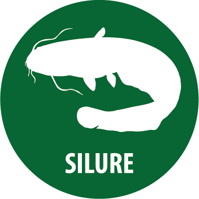 silure