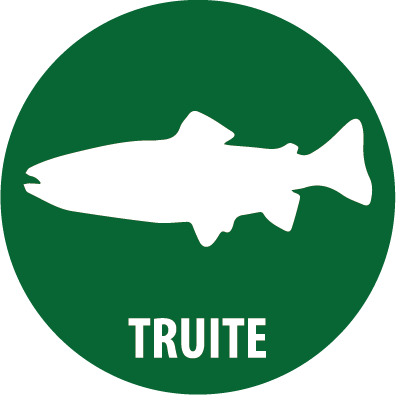 truite