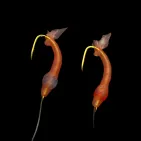 AMIEBI JISUN SABIKI PINK SKIN