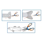 21 CM STAINLESS STEEL TAIL-CUTTING AND SCALING SCISSORS