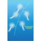 BASS LURE RIG - 5 HOOKS - WHITE