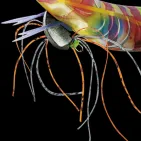 EGI EBI Q - 3.5–12 cm