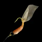 CHUM BUCKET WITH SHRIMP SKIN - Sabiki Fish Catchers