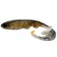 BONI-HH24-BUR Burbot - 24 cm