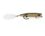 ABWSP7349 Tennessee Shad - 10.5 g