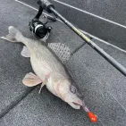 Canne Legend Xtreme Spinning