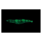 SUSHI-Q - 3.5 - 12 cm