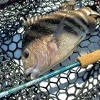 Mojo Inshore Casting