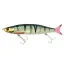 TRMI161GPC Golden Perch (GPC)