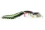 ABWL2341 Blue Gill