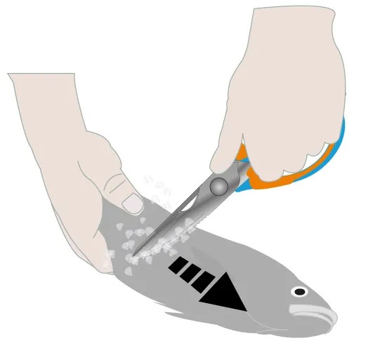21 CM STAINLESS STEEL TAIL-CUTTING AND SCALING SCISSORS