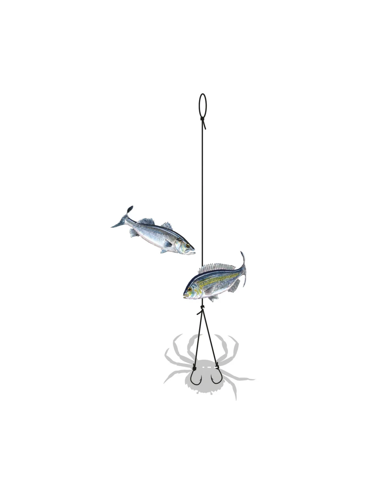 MONTAGE A CRABE WISHBONE