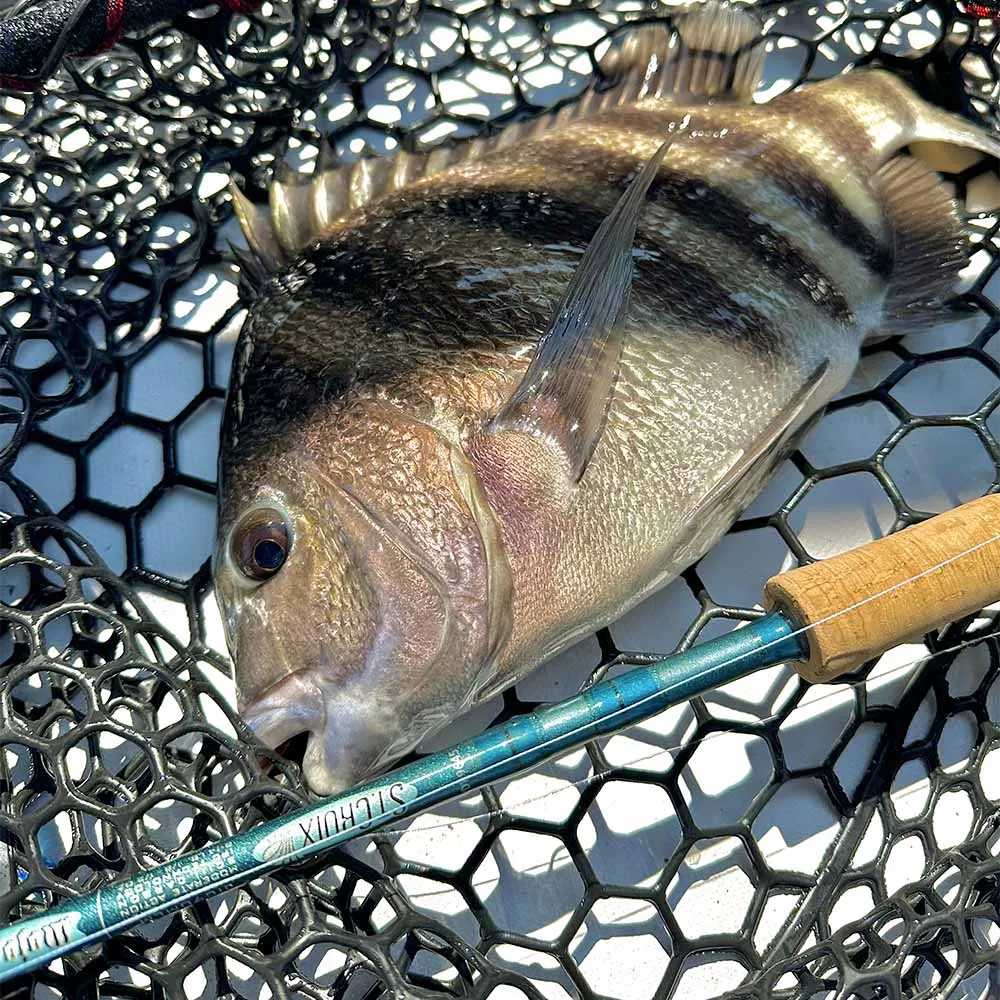 Mojo Inshore Casting