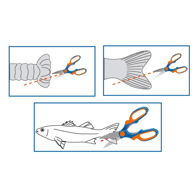 21 CM STAINLESS STEEL TAIL-CUTTING AND SCALING SCISSORS