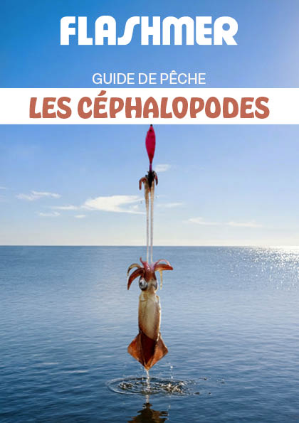 Les Céphalopodes