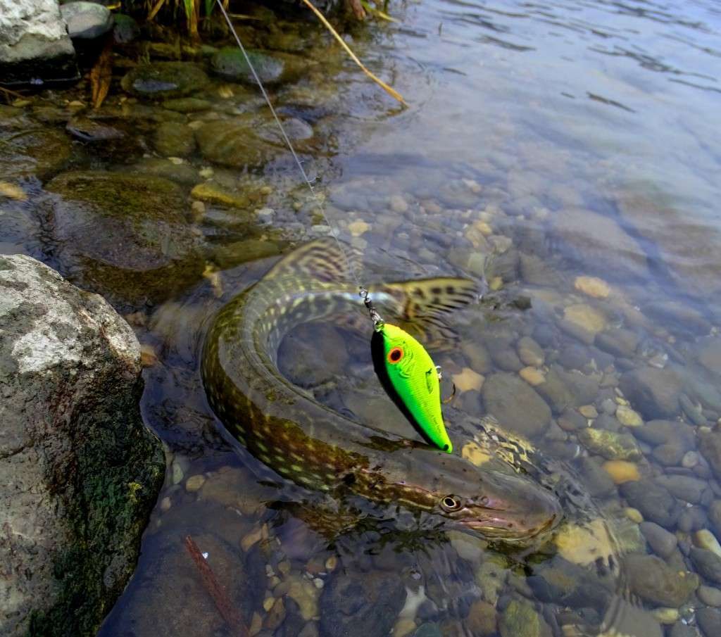 Beau brochet pris à l'Herky Jerky coloris tri fluo