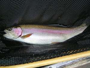 Rainbow trout