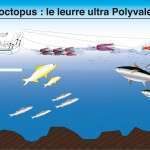 Octopus Flashmer : le leurre ultra polyvalent ! (Partie 1)