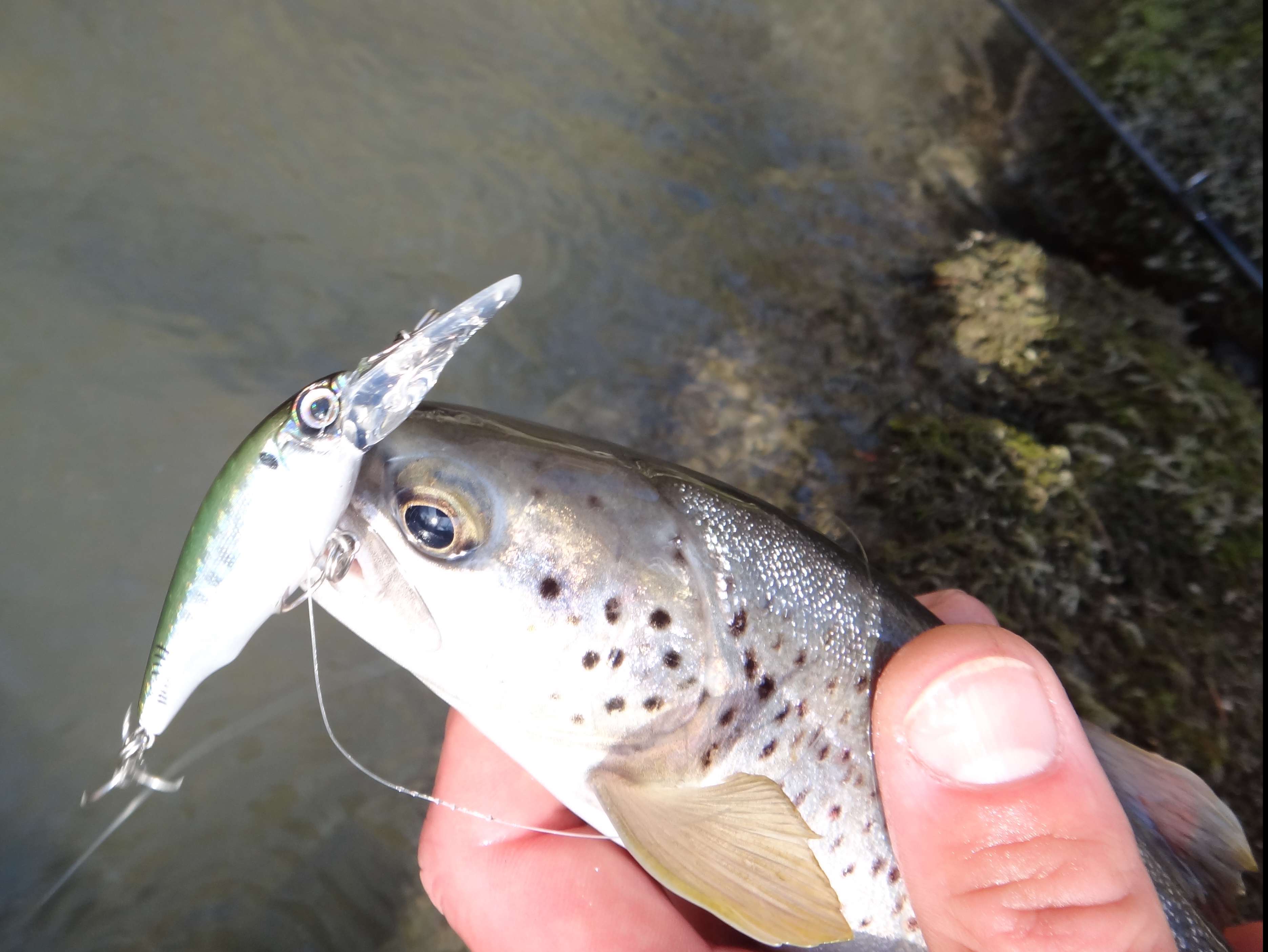 Avec le Jigging, traquez-les en profondeur ! 