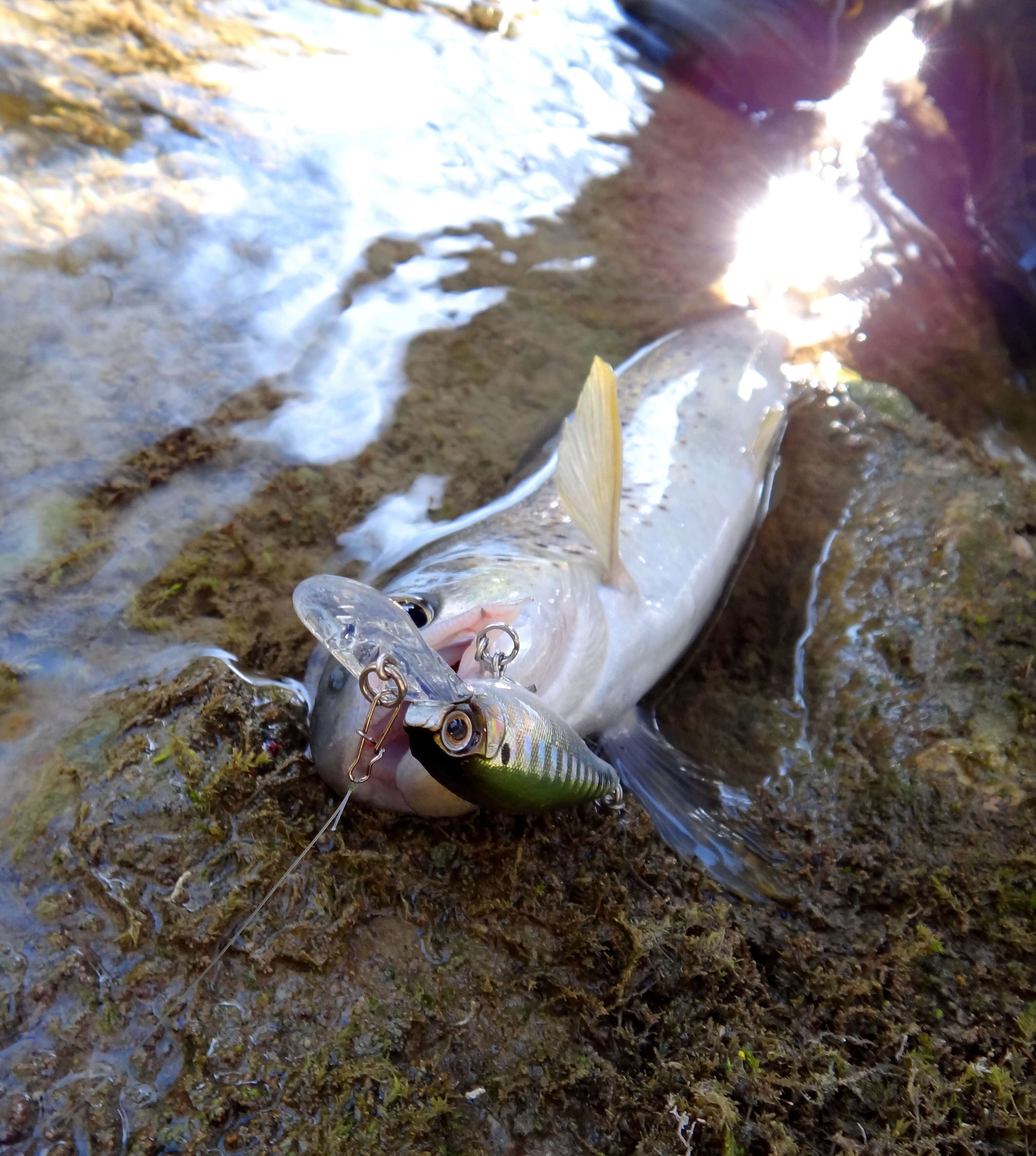 Avec le Jigging, traquez-les en profondeur ! 