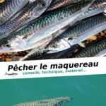 Pêcher le maquereau : Le matériel