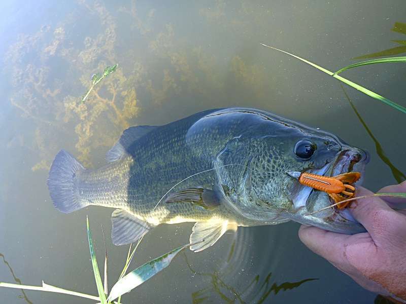 crawchunkbass