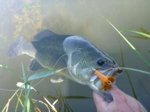 Craw Chunk YUM Craw Chunk YUM
