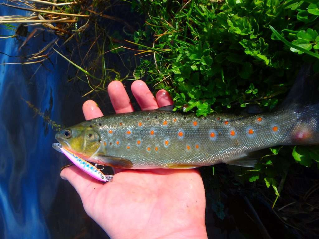 Prise avec un Pin's Minnow