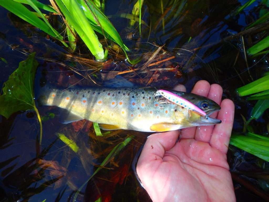 Truite prise avec un Pin's Minnow